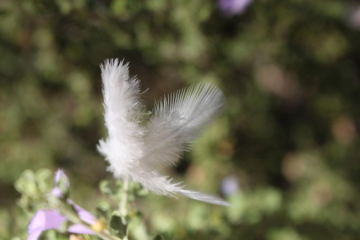 Bird of a feather