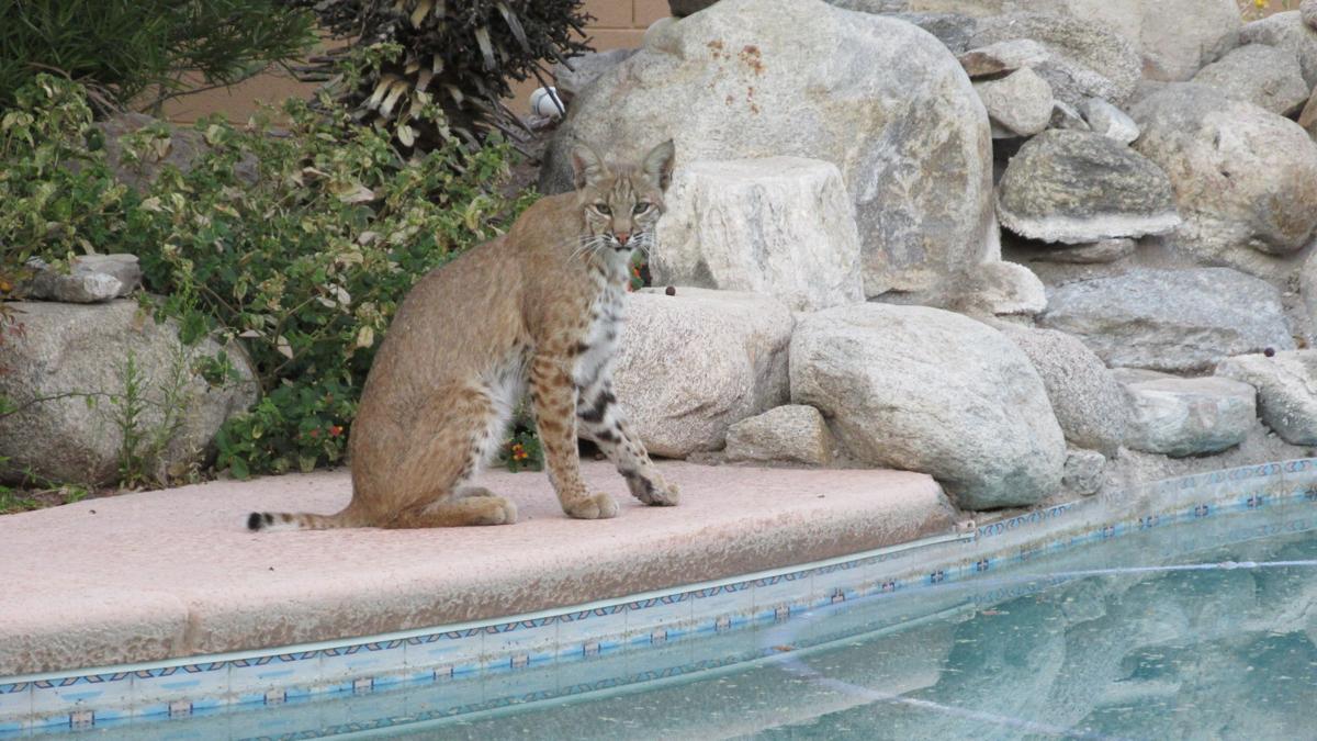 Bobcat by pool