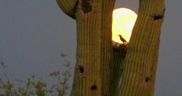 Full Buck Moon makes an entrance - Vimarsana News