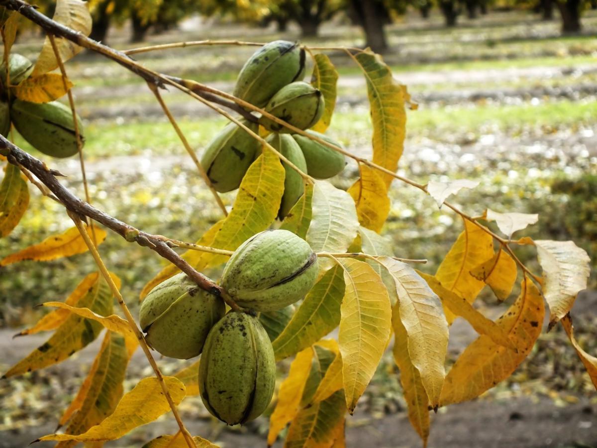 Pecan harvest