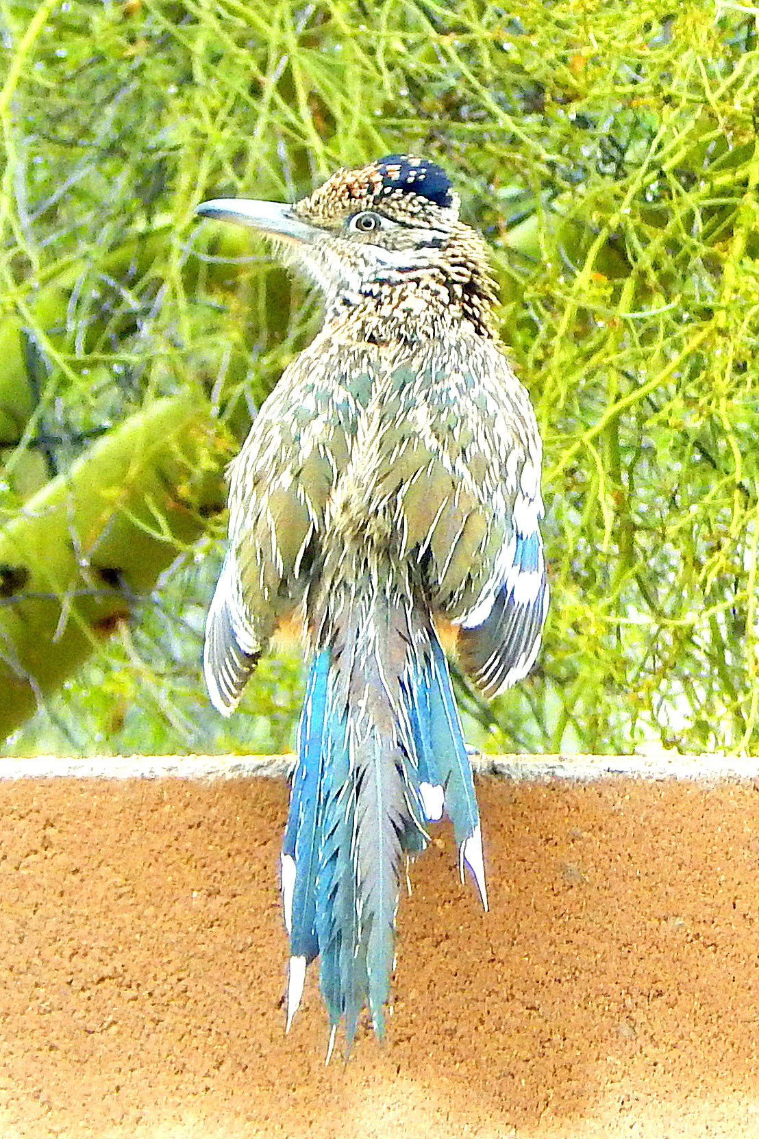 Wet roadrunner