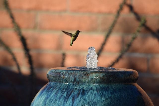 Hummingbird and fountain