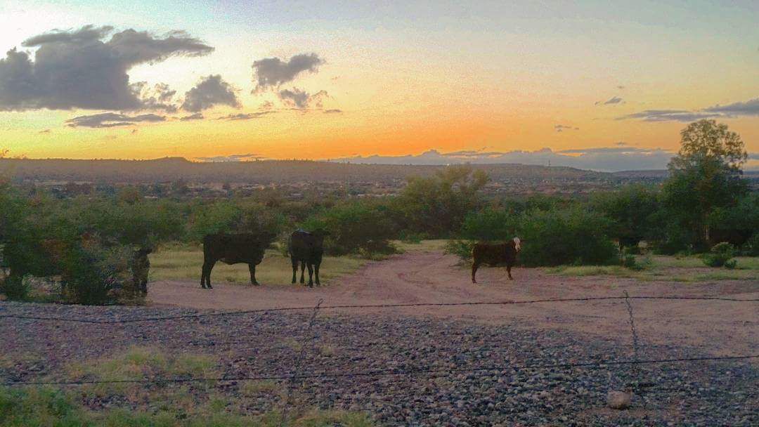Cows