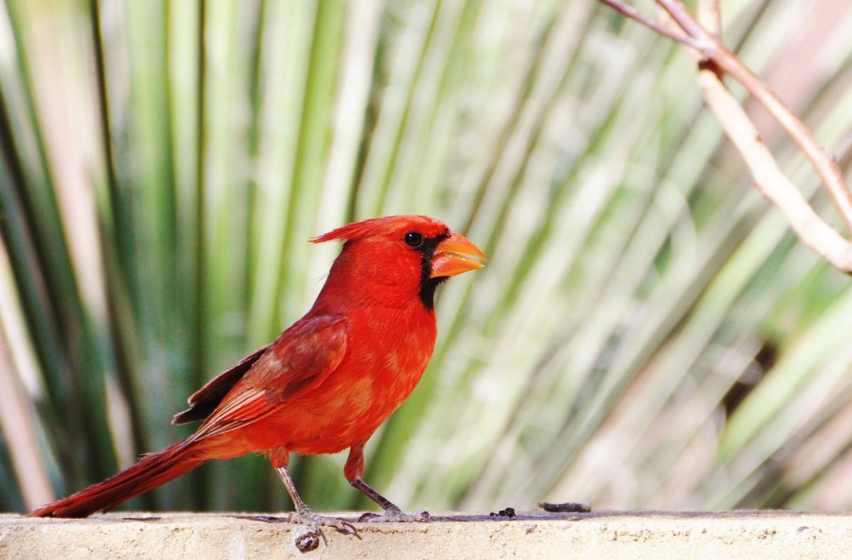 Cardinal