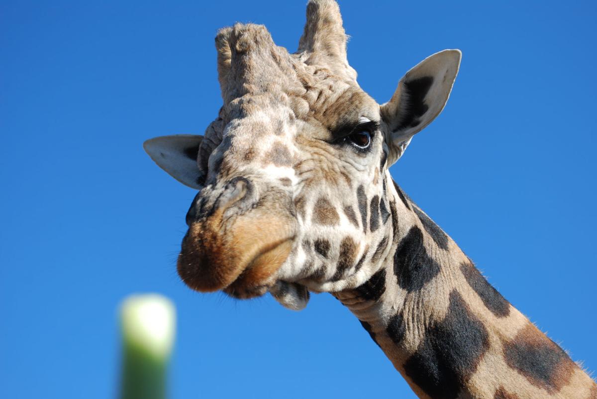 Giraffe at Out of Africa Wild Animal Park