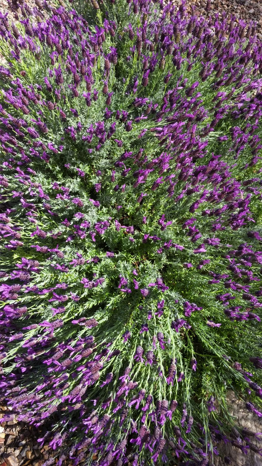 Purple surprise