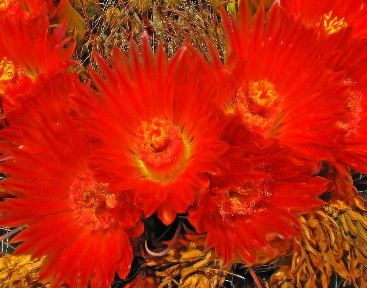 Deep red