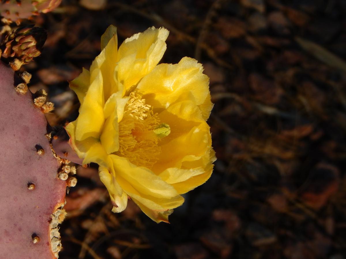 Cactus flower
