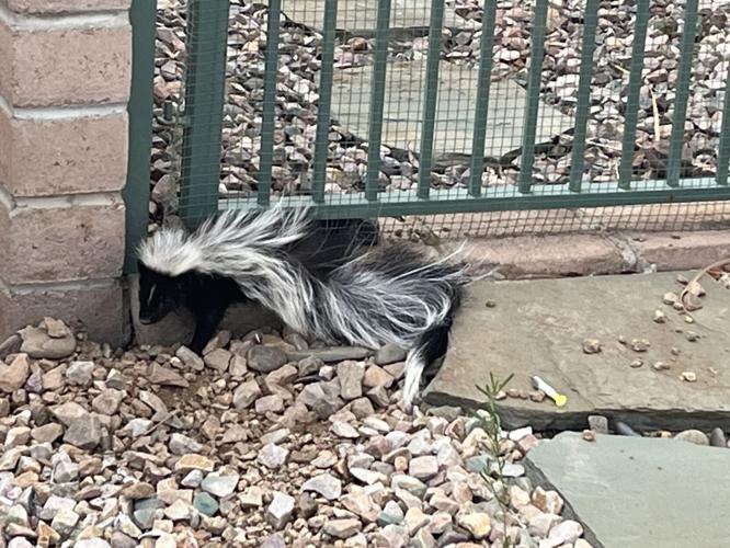 Skunk dies, opens debate on traps | Local News Stories | gvnews.com