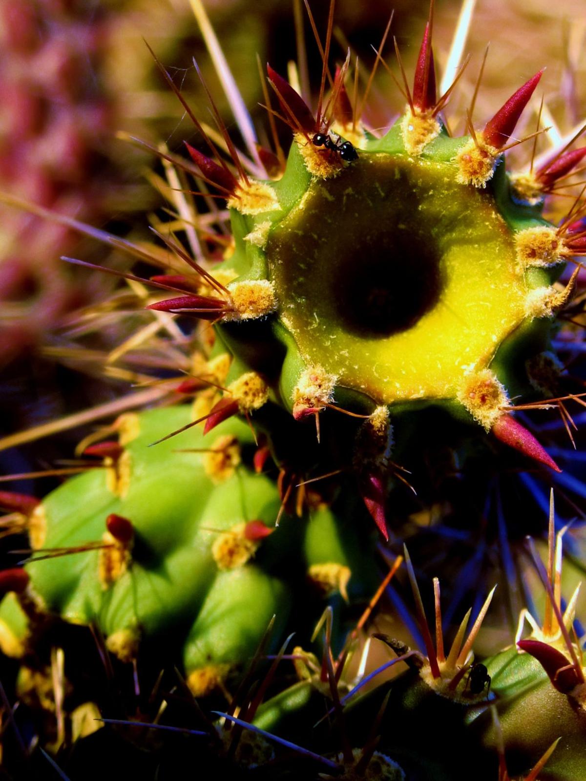 More cactus