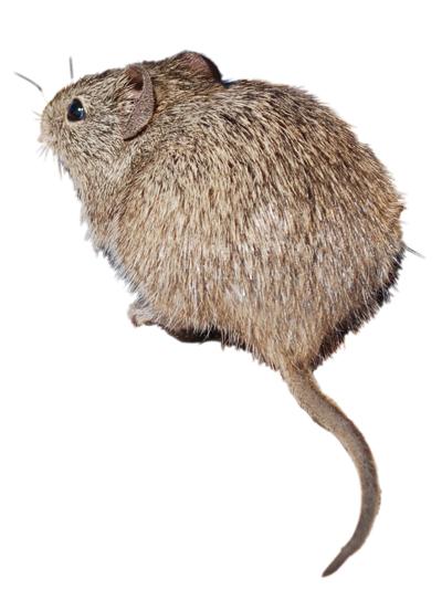 pack-rats-moving-in-messy-persistent-and-they-can-be-expensive