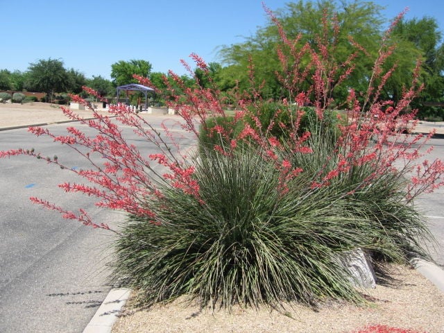 GV Gardeners: Cool desert plants for poolside | Get Out | gvnews.com