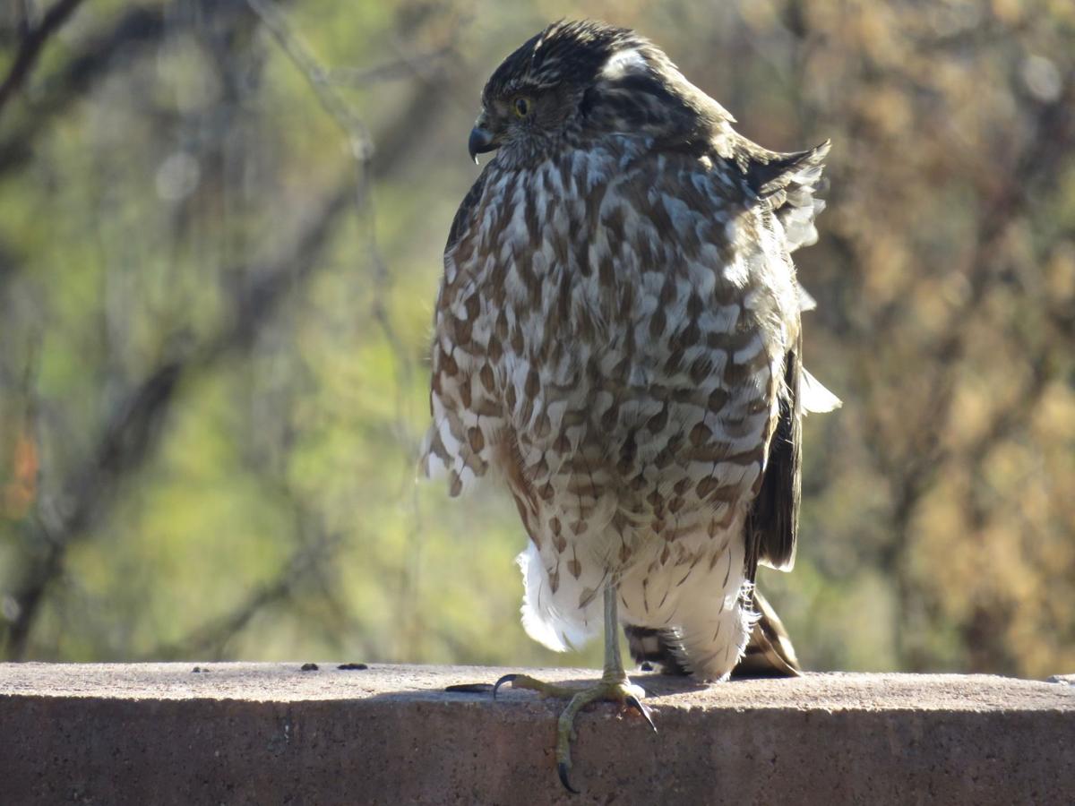 One-legged hawk