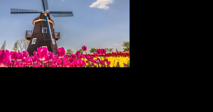 Holland Windmills, Waterways & Tulips River Cruise - Vimarsana News