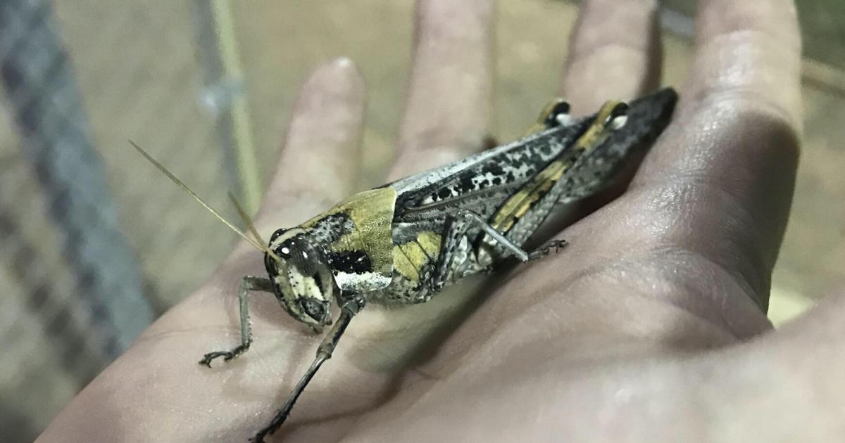 Why Are There So Many Grasshoppers 2025