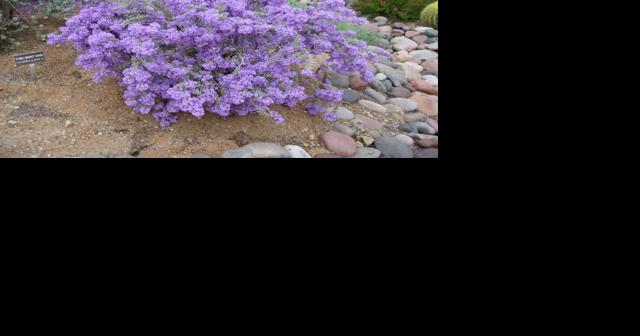 GV Gardeners: Special month of March in the garden - Vimarsana News