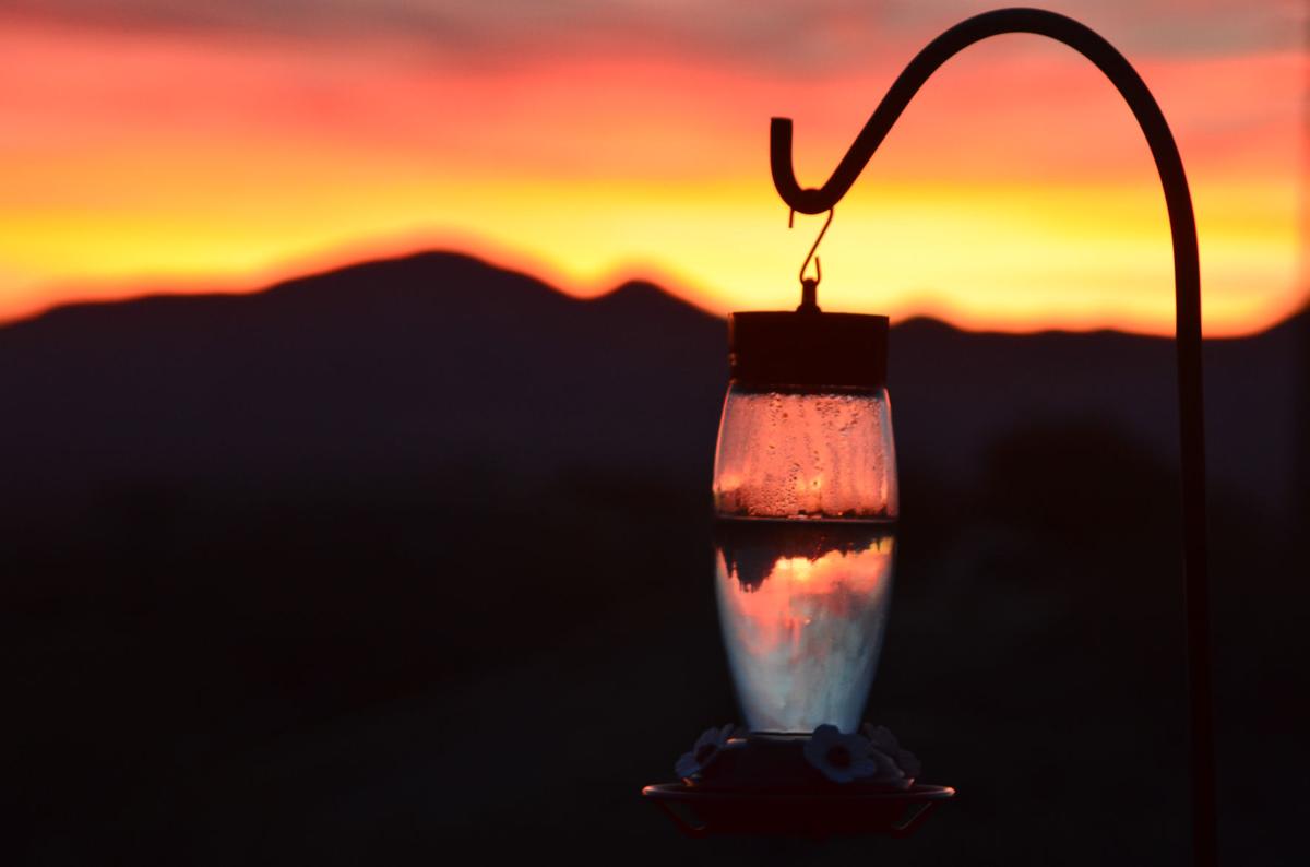 Feeder at sunset