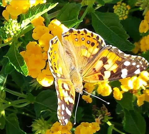 Matching butterfly and flower