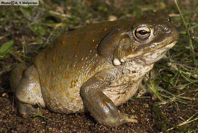 are western toads poisonous to dogs