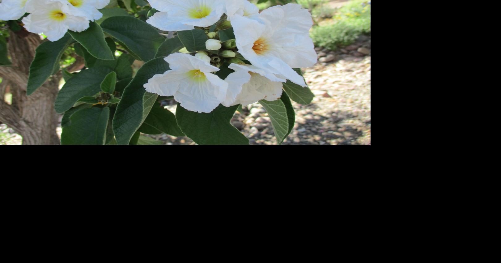 Green Valley Gardeners: White makes the perfect summer color