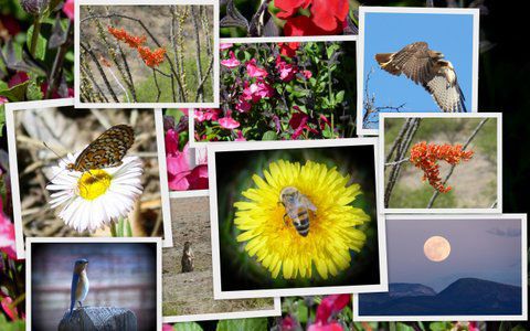 Birds and flowers