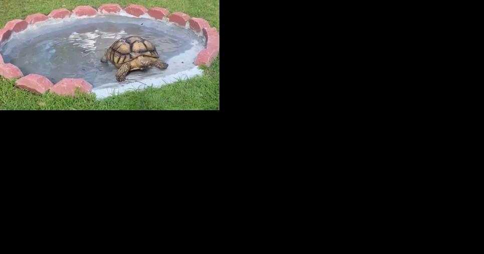 Wrightson Ridge tortoises could use a hand - Vimarsana News