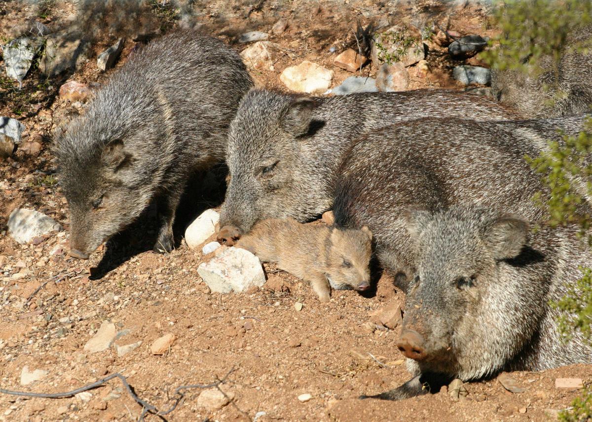 Collard peccaries
