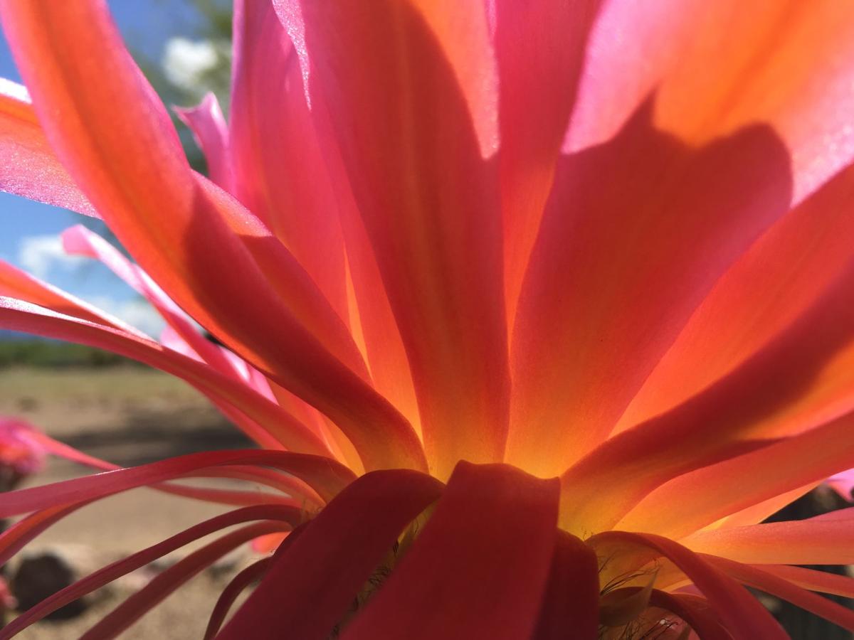 Flower in Desert Meadows Park