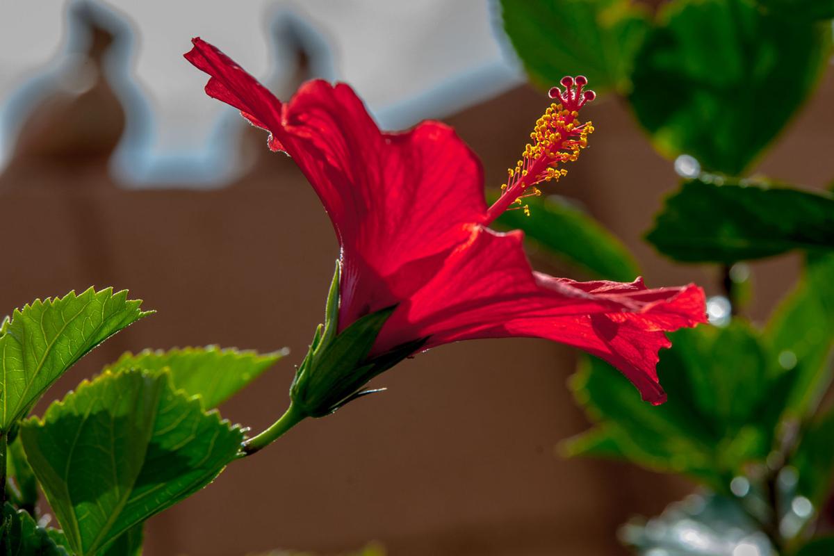 Backyard Hibiscus