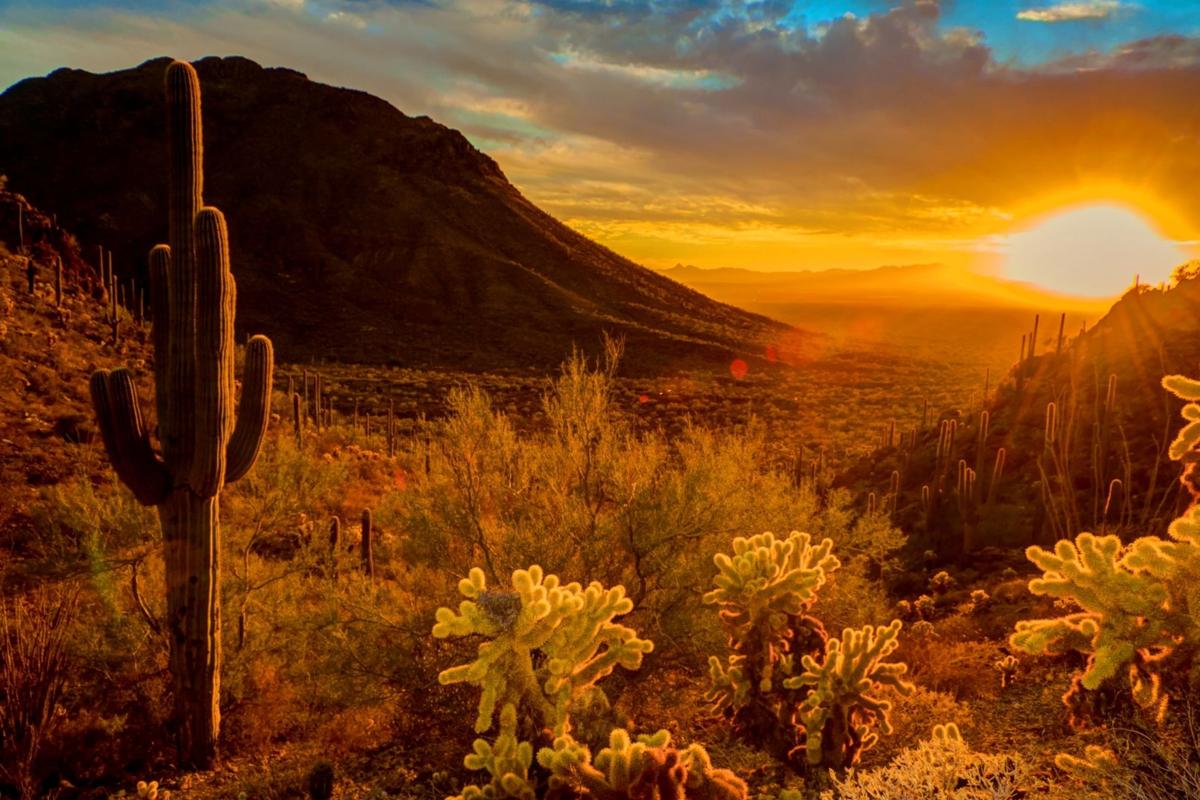 Saguaro National Forest
