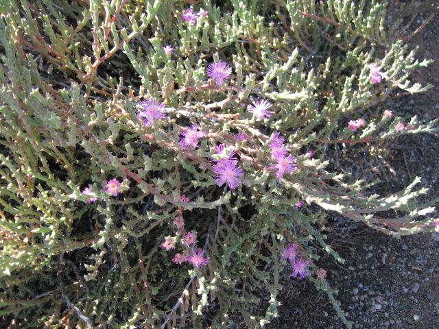 Gv Gardeners Growing Ice Plants In The Desert Garden Get Out