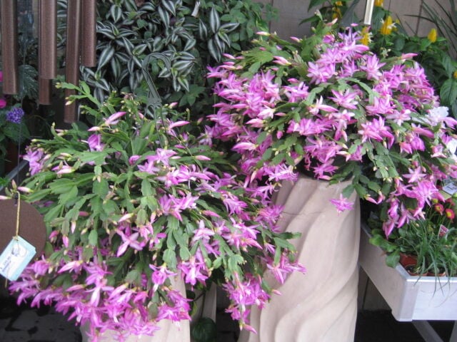 Gv Gardeners: Keeping Your Christmas Cactus Happy | Get Out | Gvnews.com