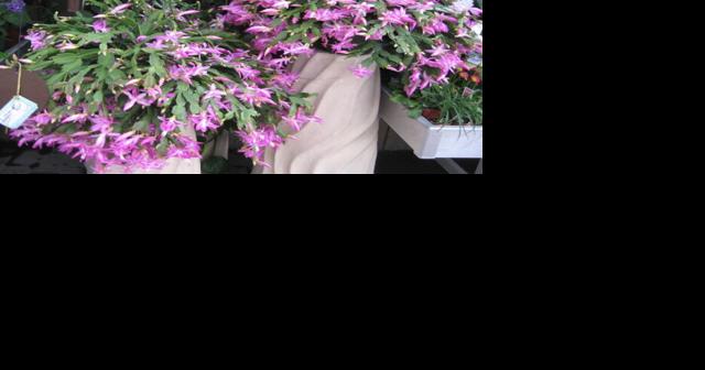 GV Gardeners: Keeping your Christmas Cactus happy - Vimarsana News