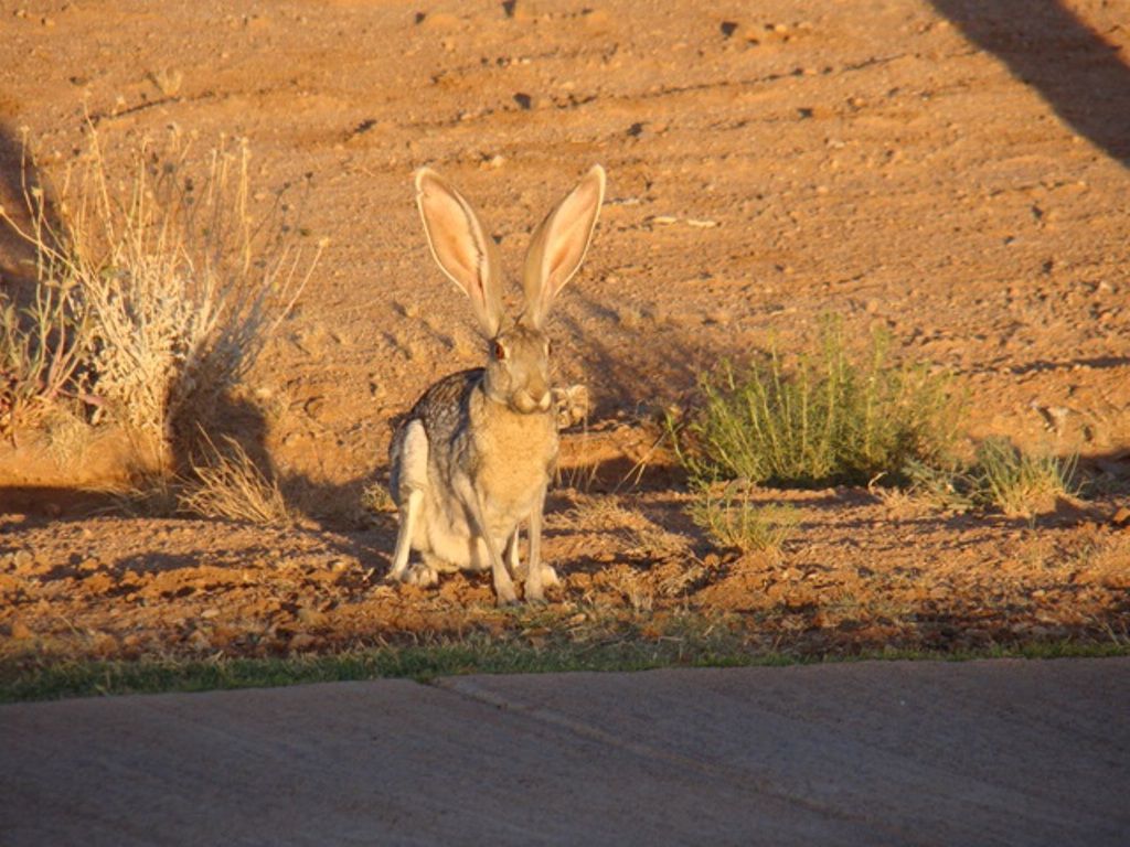Jackrabbit