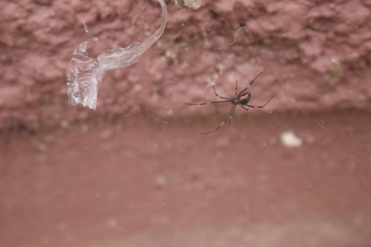 Black widow