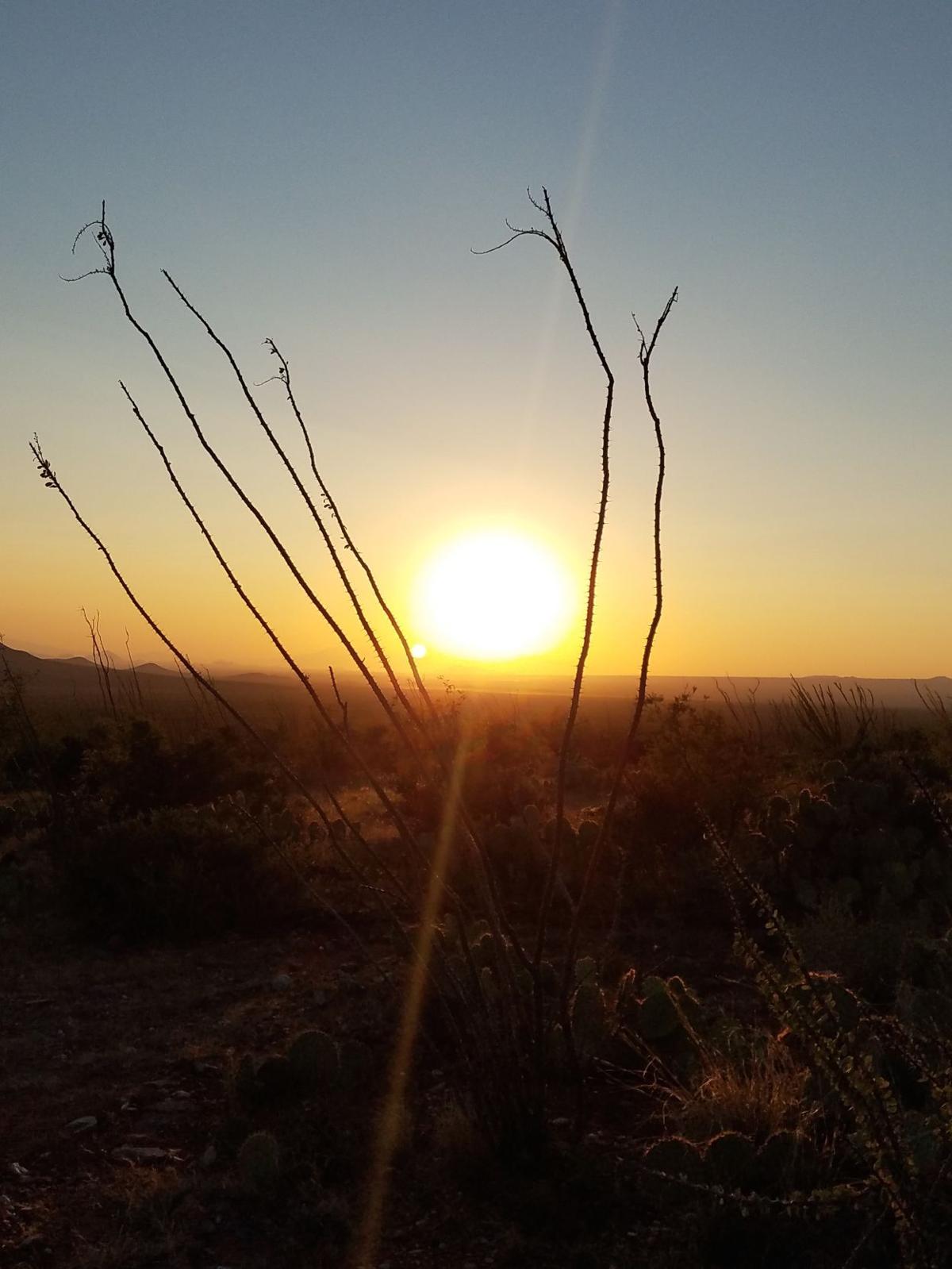 Sunset through ocotillo