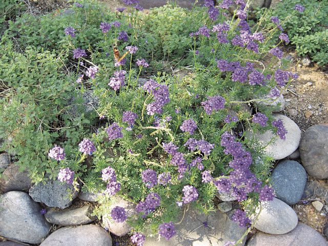 GV Gardeners: Sophisticated purple in the garden | Get Out | gvnews.com