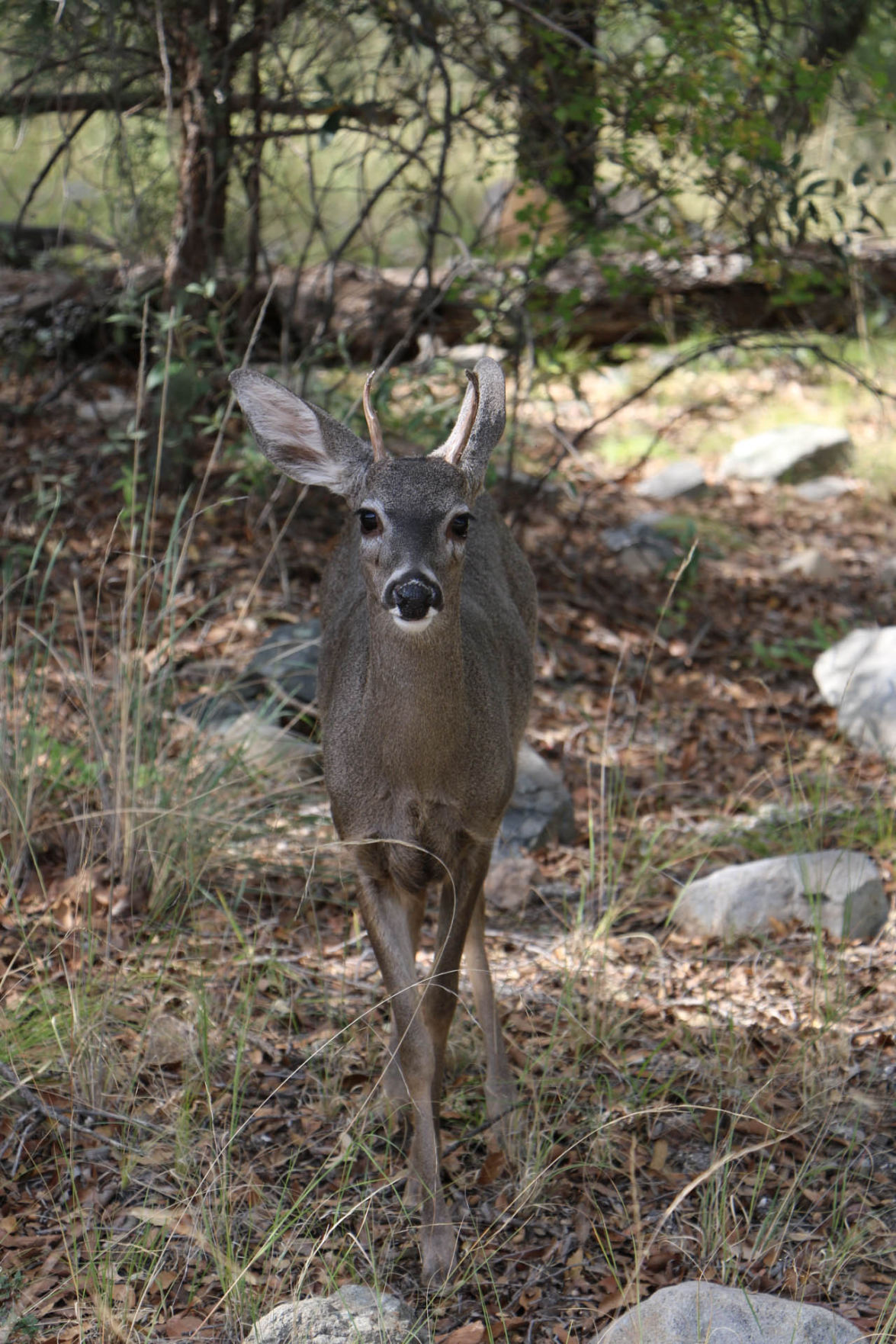 Young buck