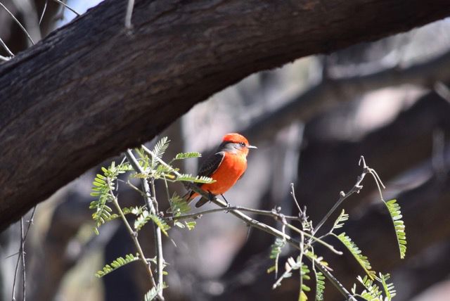 Orange bird in GV
