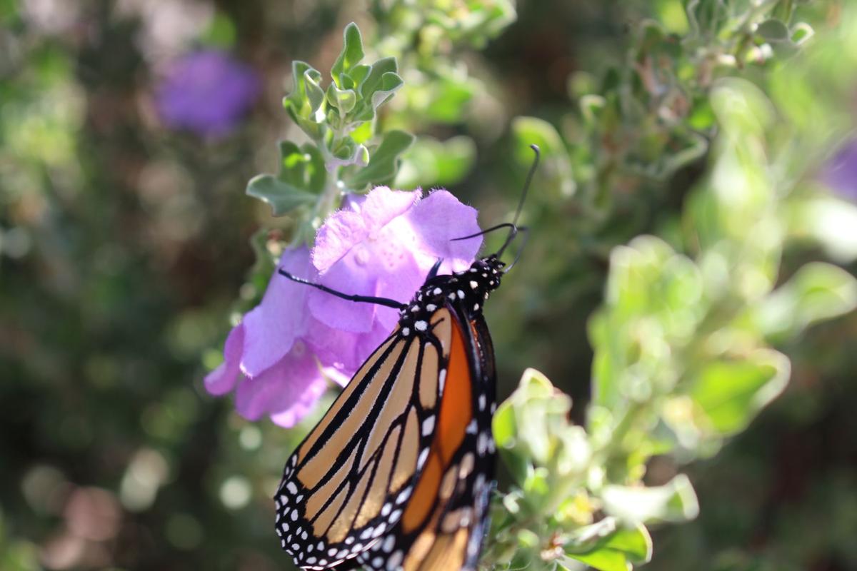 I can't believe it's not butterfly