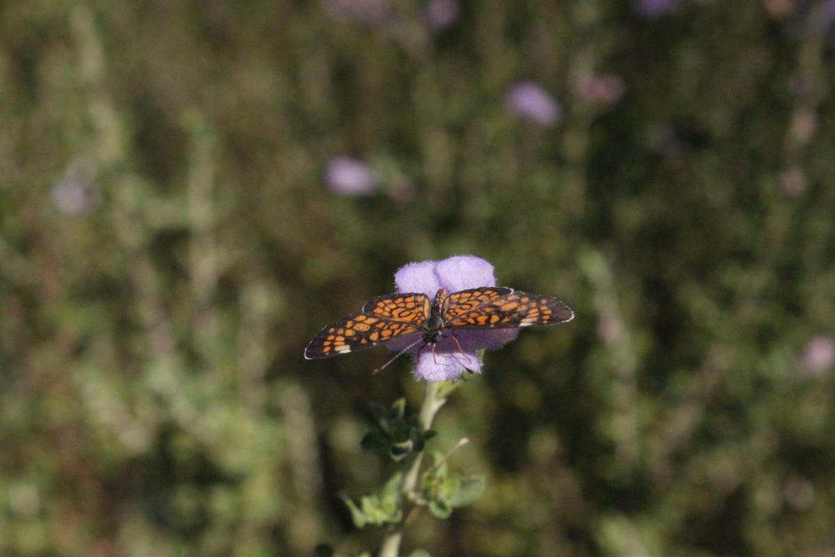 Butterfly on a flower