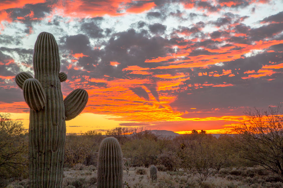 Burning sky, soaring cactus