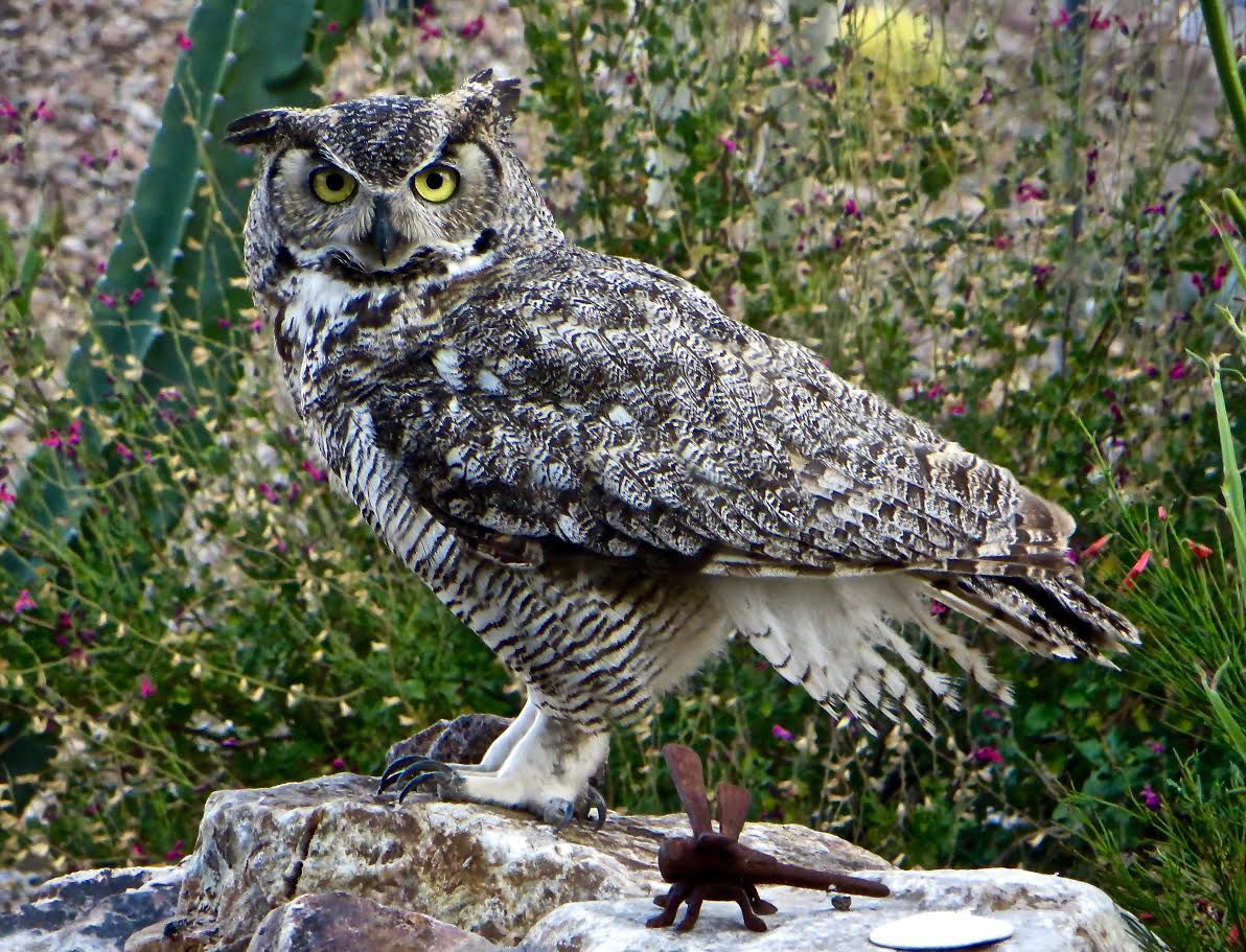 Owl