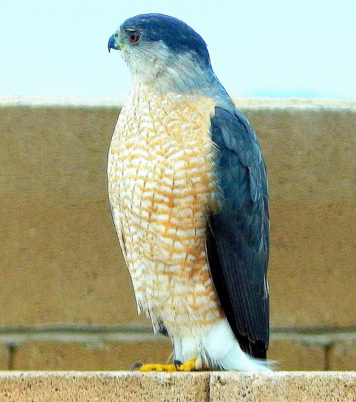 Cooper's hawk