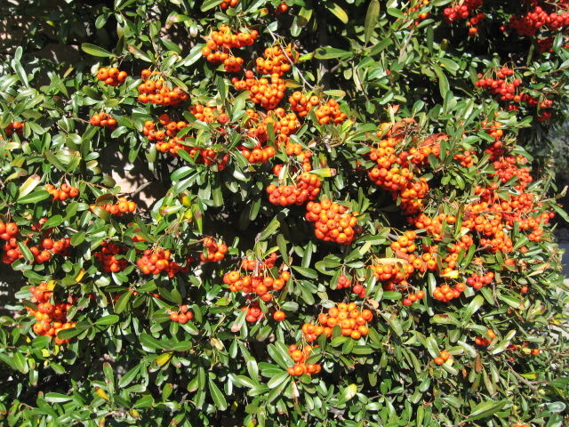 desert berry color