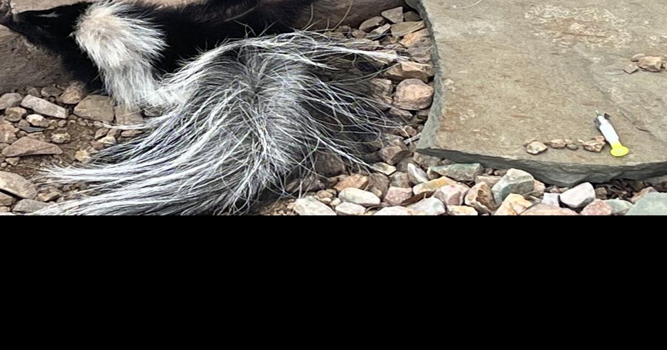 Skunk dies, opens debate on traps | Local News Stories | gvnews.com