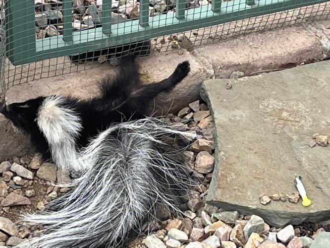 Skunk dies, opens debate on traps | Local News Stories | gvnews.com