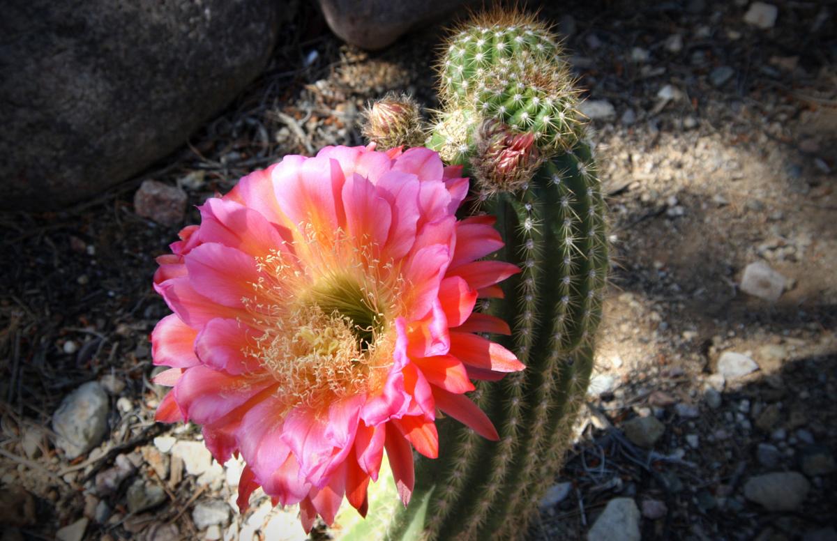 Beauty on the cactus