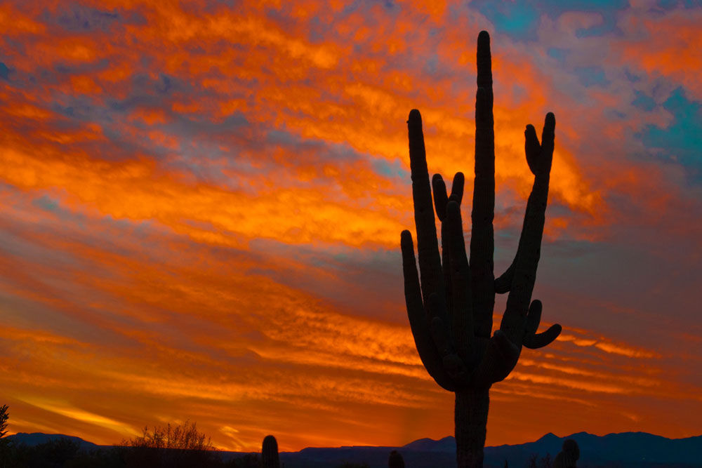 SaguaroAtSunset