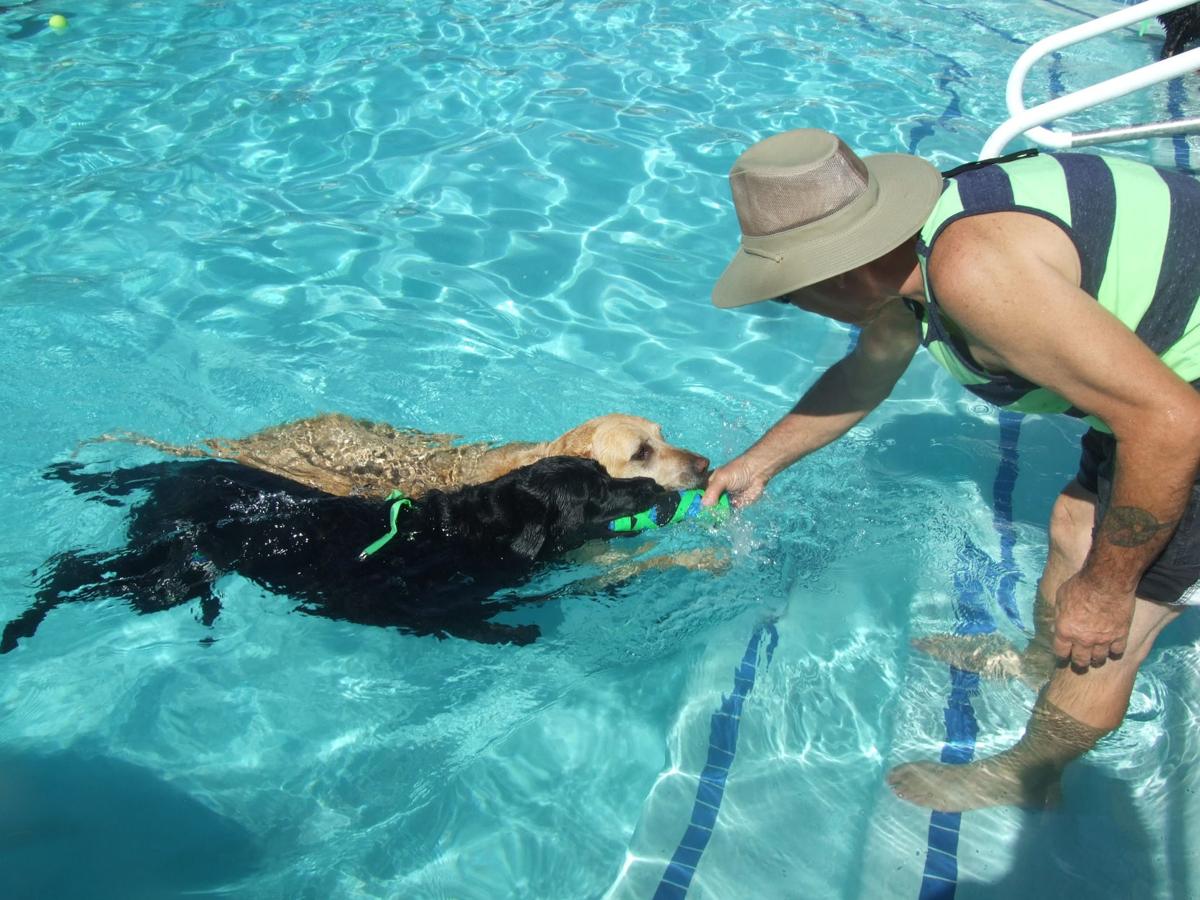 pawsinthepool